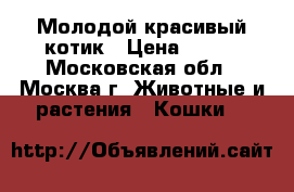 Молодой красивый котик › Цена ­ 100 - Московская обл., Москва г. Животные и растения » Кошки   